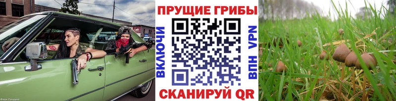 Псилоцибиновые грибы прущие грибы  Теберда 